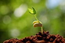 Sprouting seed